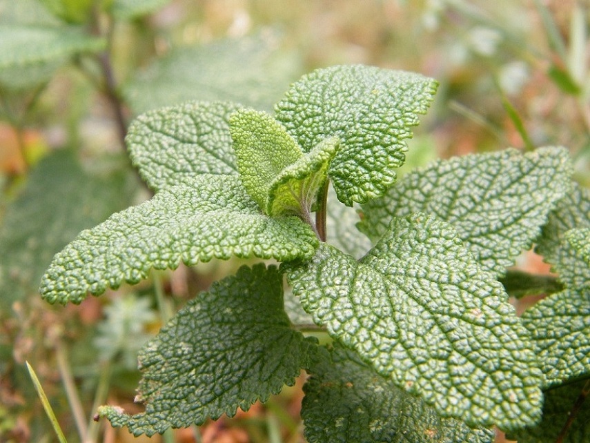 Teucrium scorodonia